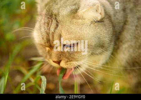 Schöne graue tabby Katze geht auf der Straße und frisst Gras. Nahaufnahme Porträt von Tier, Gras und Vitamin für Katze Stockfoto