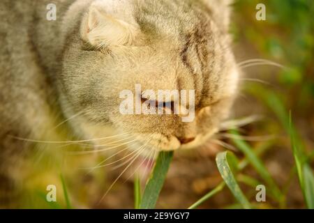 Schöne graue tabby Katze geht auf der Straße und frisst Gras. Nahaufnahme Porträt von Tier, Gras und Vitamin für Katze Stockfoto