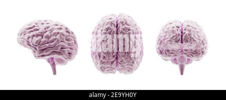 Menschliches Gehirnmodell von verschiedenen Seiten, isoliert auf weiß, 3d-Illustration Stockfoto