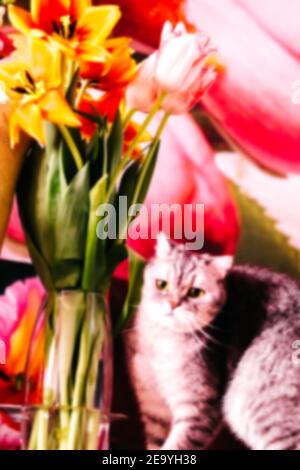 Verschwommener festlicher Hintergrund, schöne tabby Katze sitzt in der Nähe Blumensträuße von Tulpen. Schöne Köpfe von Blumen close-up. Duftende Blumen für den Urlaub auf Stockfoto