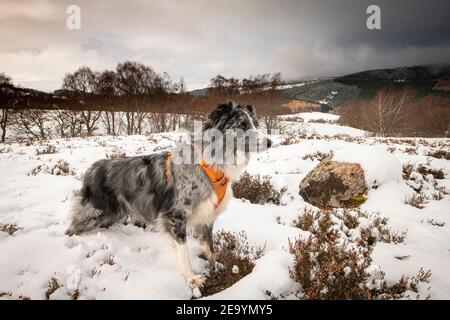 Manchmal kann Roki majestätisch aussehen. Aber nur ein paar Mal! Dies ist er oberhalb von Glen Coiltie auf den Mooren oberhalb von Clunemore bei Drumnadrochit im Scottis Stockfoto