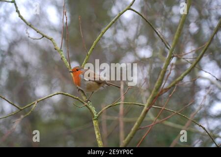 Nahaufnahme eines kleinen Robin-Vogels (Erithacus rubecula) - Europäischer Robin Stockfoto