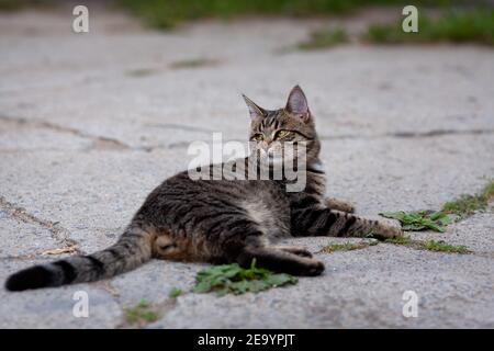 Junge Hauskatze grau gestromt auf dem Boden liegen und beobachten. Porträt des Haustieres. Stockfoto