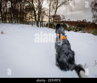 Roki die Grenze Collie entdeckte etwas in den Bäumen. Ich weiß nicht, was, aber er verbrachte einige Minuten nur starrte in das Dickicht. Stockfoto