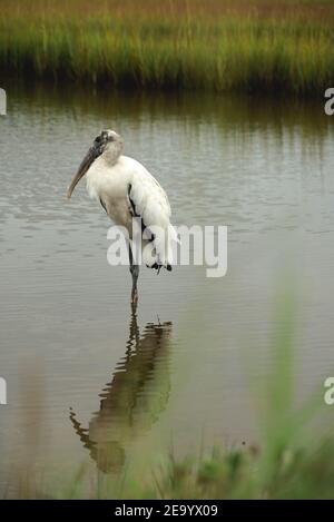 Storch auf Pinckney Island Forest Preserve, South Carolina Stockfoto