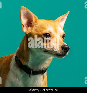 Porträt eines Hundes im Studio, grüner Hintergrund Stockfoto