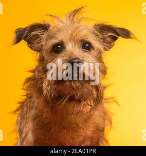 Ein Hund im Studio, gelber Hintergrund Stockfoto