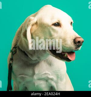 Porträt eines Hundes im Studio, grüner Hintergrund Stockfoto