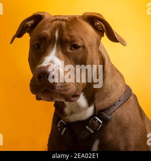 Ein Hund im Studio, gelber Hintergrund Stockfoto