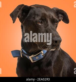 Ein Hund im Studio orange Hintergrund Stockfoto