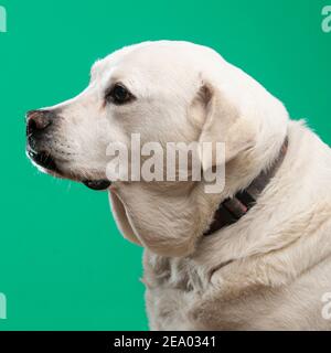 Ein Hund im Studio, grüner Hintergrund Stockfoto