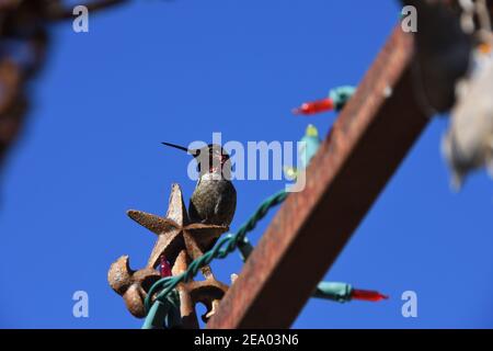 Männlicher Kolibri mit rotem Kopf auf der Schiene. Phoenix, Arizona, USA. Blauer Himmel Hintergrund. Stockfoto
