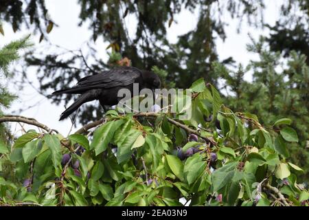 Krähe pflückt Pflaume auf dem Pflaumenbaum. Stockfoto