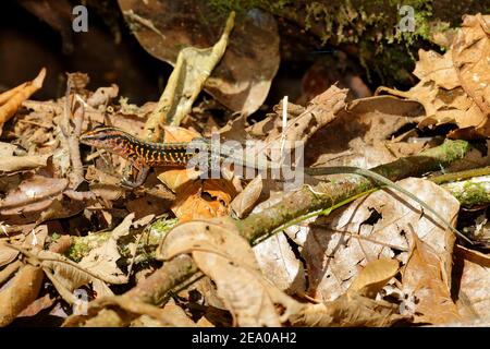 Eine zentralamerikanische Ameiva-Whiptail-Eidechse, Holcosus festivus, die sich auf Waldstreu sonnt. Stockfoto