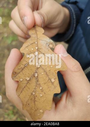 Eichenblatt in der Hand mit Tau tropft nach einem Regen Stockfoto