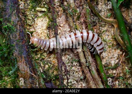 Eine Millipede, Nyssodesmus Python, kriechend auf einem Baumstamm. Stockfoto