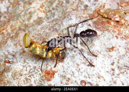 Eine Kugel-Ameise, Paraponera clavata, trägt eine Raupenraube auf einem Baumstamm. Stockfoto