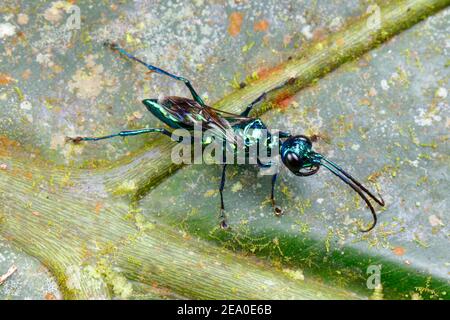 Eine Schmuckwespe, Zombie Wespe oder smaragdgrüne Schabe Wespe, Ampulex compressa, Jagd nach Beute auf einem Blatt. Stockfoto