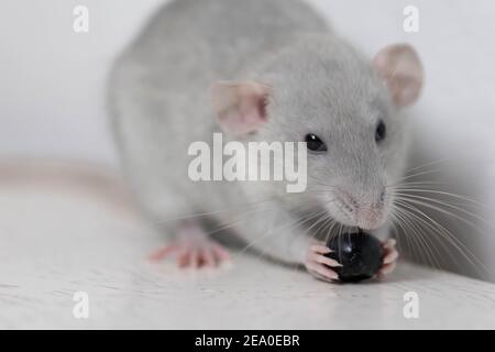 Eine niedliche graue kleine dekorative Ratte frisst leckere und saftige Heidelbeeren. Nahaufnahme von Nagetieren Stockfoto