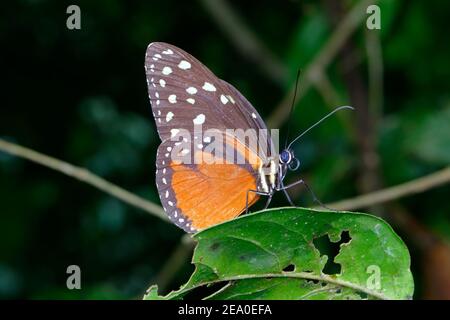 Ein cremefarbener Tigerflügel, Tithorea tarricina pinthias, beleuchtet auf einem Blatt. Stockfoto