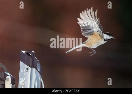 Schwarzdeckelflug im Hinterhof-Habitat Stockfoto