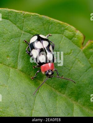 Ein achtgefleckter Flohkäfer, Omophoita cf. Cyanipennis, kriechend auf einem Blatt Stockfoto