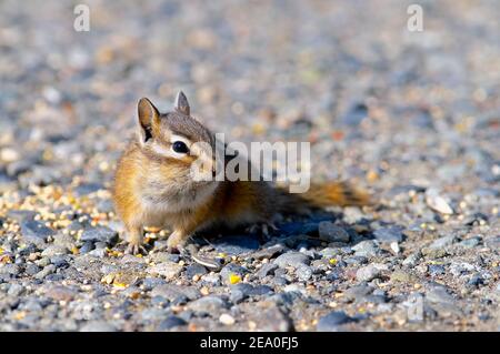 Ein least Chipmunk (Tamias minimus) sitzt auf einem Kiesweg mit Samen verteilt herum. Stockfoto