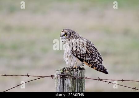 Eine Kurzohreule (ASIO flammeus) auf einem Zaunpfosten mit hellem Hintergrund in Richmond, B. C., Kanada. Stockfoto