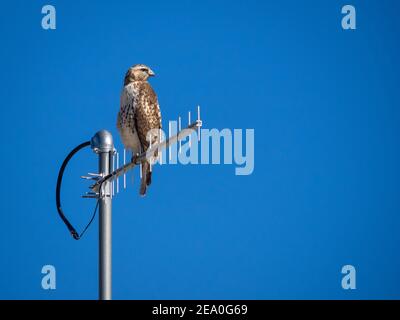 Red-tailed Hawk auf Antenne Stockfoto