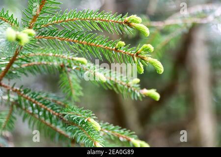 Junge flauschige grüne Fichtenzweige, Tannenzweige im Frühjahr. Selektiver Fokus. Natürlicher Hintergrund. Stockfoto