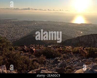 Ziegen grasen auf den Hängen des Mt Hymettus, in der Nähe von Athen, Griechenland in der Dämmerung Stockfoto