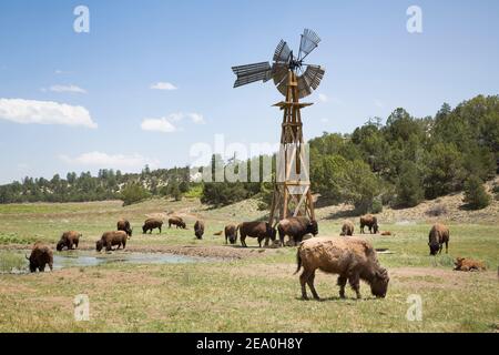 Buffalo Herd, amerikanischer Bison auf einer Farm in Utah, USA, mit einer hölzernen Windmühle Stockfoto