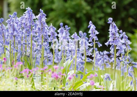 Bluebells, spanische Bluebells (Hyacinthoides hispanica) in Blüte wächst in einem Frühlingsgarten in Großbritannien Stockfoto