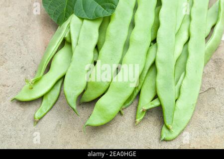 French Bean Hunter, Ernte von kletternden französischen Bohnen oder Bohnen, phaseolus vulgaris, Großbritannien Stockfoto