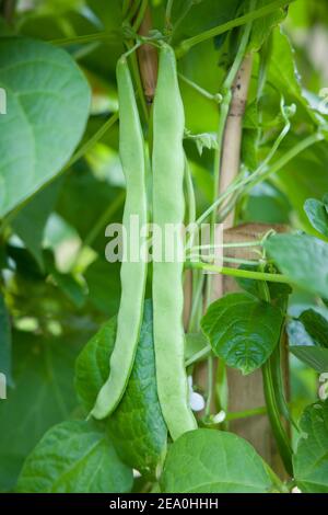 French Beans Hunter (phaseolus vulgaris) wächst auf einer Pflanze, Ernte von Kletterbohnen bereit für die Ernte, Großbritannien Stockfoto