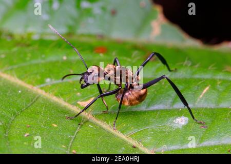 Eine goldene Zimmermann-Ameise, Camponotus sericeiventris, in einer Verteidigungshaltung auf einem Blatt. Stockfoto