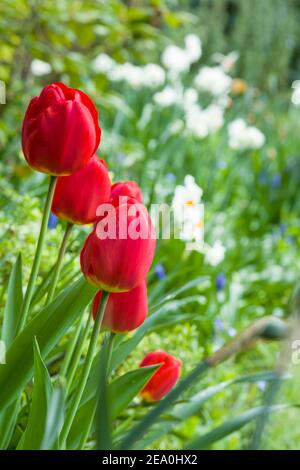 Tulpen (tulipa) und Narzissen Blumen in einem Garten Blumenbeet, UK Stockfoto