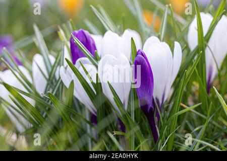 Krokusse, eine der ersten Frühlingsblumen Stockfoto