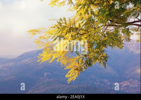 Frühlingsblumen. Zweig der Acacia dealbata ( Mimosa ) Baum in Blüte. Montenegro Stockfoto