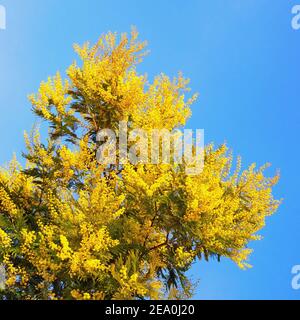 Leuchtend gelbe Blüten von Acacia dealbata Baum gegen blauen Himmel An sonnigen Frühlingstag Stockfoto