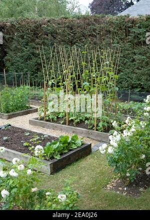 Gemüsepflaster, selbst angebautes (selbst angebautes) Gemüse, das im Frühjahr in einem britischen Garten wächst Stockfoto