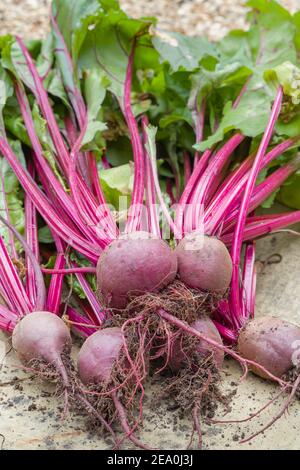 Rote Beete, Rote Beete Boltardy, Tafelrüben oder Gartenrüben und Rübengemüse im Freien nach der Ernte, Großbritannien Stockfoto