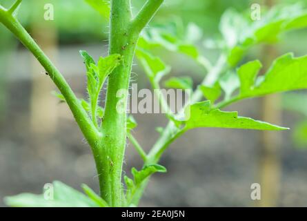 Seitentriebe auf einer Rebe (unbestimmt oder Cordon) Tomatenpflanze, England, Großbritannien Stockfoto