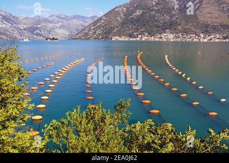 Muschelfarm. Wachsende Muscheln, Seilkultur. Montenegro, Adria, Kotor Bucht Stockfoto