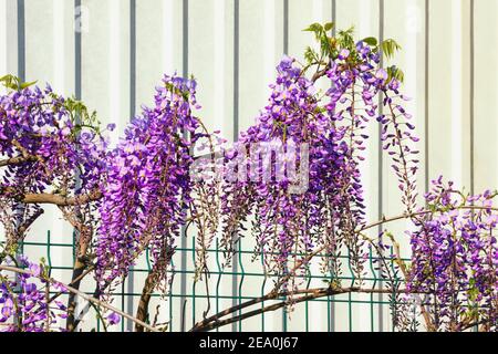 Frühlingsblumen. Schöne Glyzinie Rebe vor Abstellgleis Hintergrund an sonnigen Tag Stockfoto