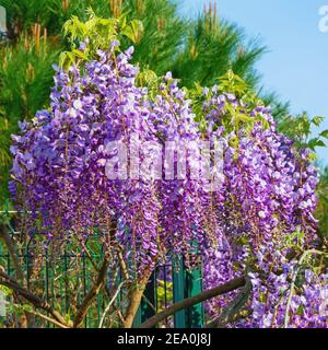 Frühlingsblumen. Blühende Glyzinie Rebe im Garten Stockfoto