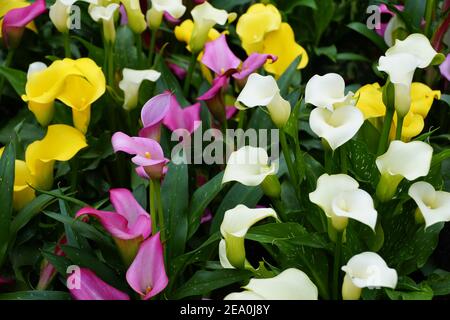 Schöne gemischte Farben von weißen, gelben und rosa Calla lilly Blumen Stockfoto