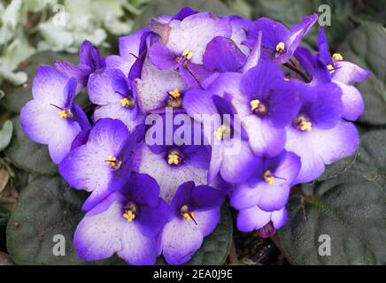 Nahaufnahme der schönen Blumen von African-Violet 'Maxi Besar Blue Weiß' Stockfoto