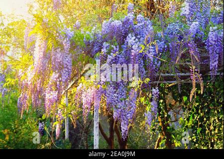 Feder. Schöne Blumen der Glyzinie Rebe im Garten an sonnigen Tag Stockfoto