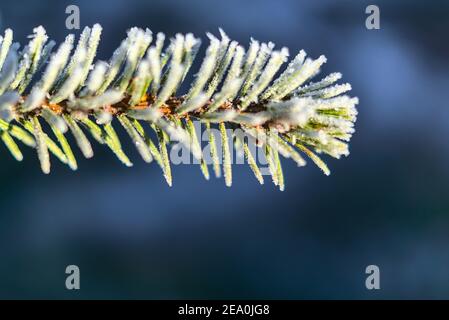Erstaunliche Nahaufnahme Makro-Ansicht eines einzelnen gefrorenen Kiefernnadeln Zweig aus dem Hintergrund durch schöne Bokeh isoliert. Ticknock National Forest Park, Co. Dub Stockfoto